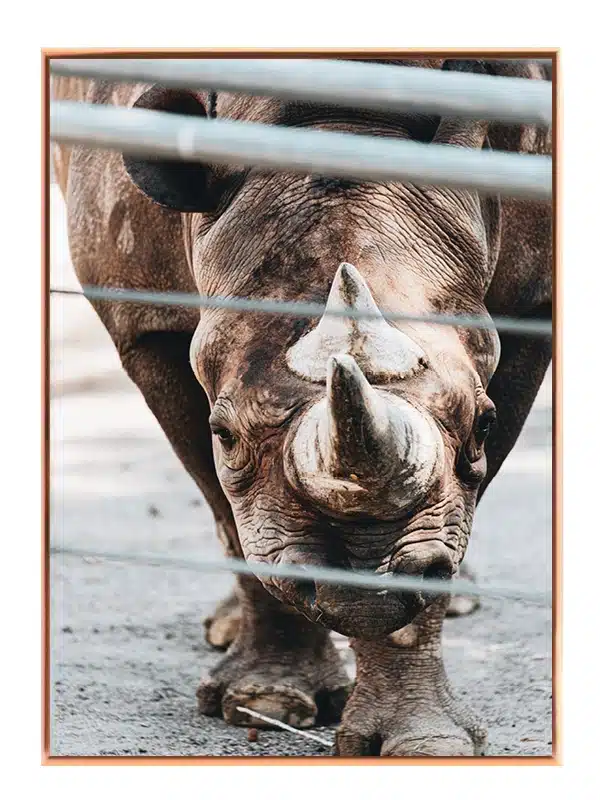 Black Rhinoceros No3 Plakat