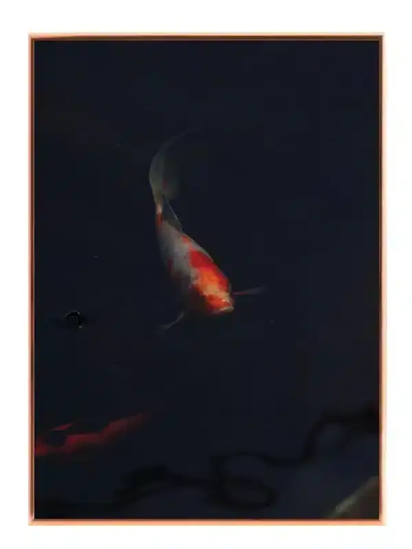Koi Fish Dark Water Plakat