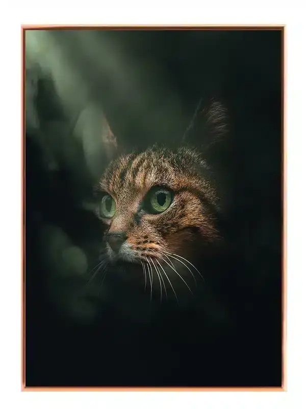 Tabby Cat Face Plakat