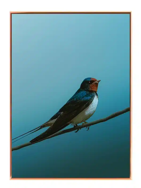 Ugle Barn Swallow Plakat