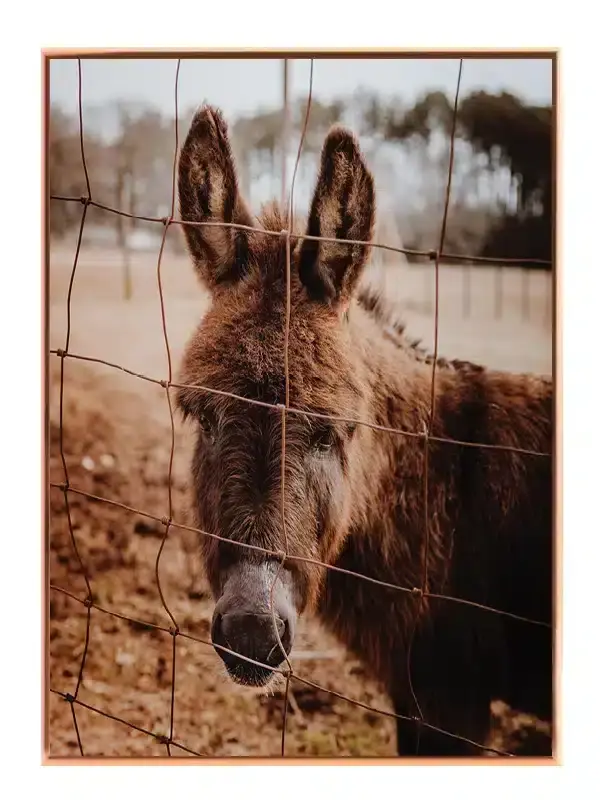 Æsel Donkey Behind Fence Plakat