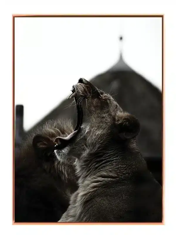 Yawning Lioness Plakat