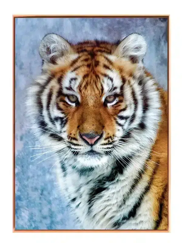Tiger Close Up Plakat