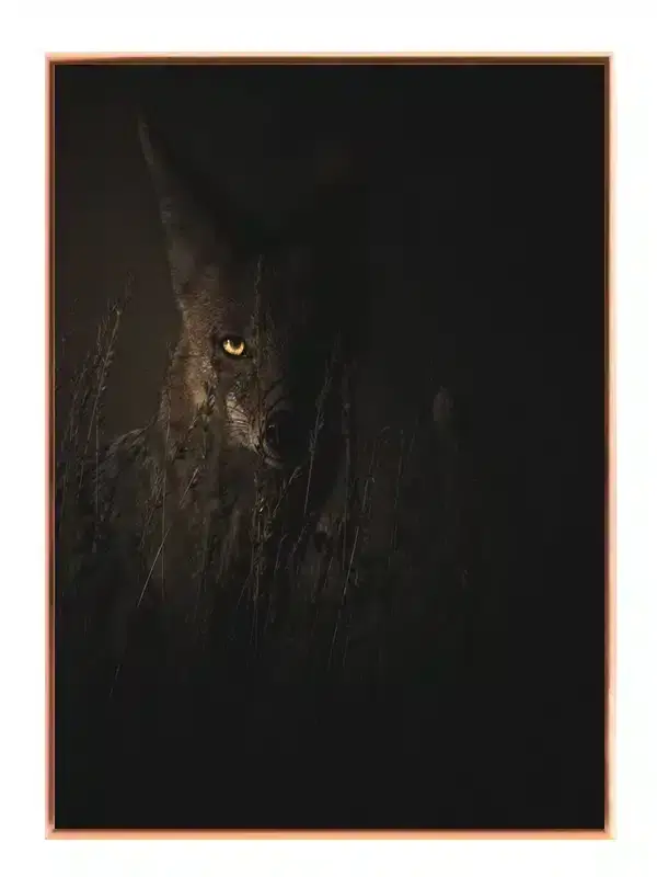 Kat Coyote Plakat