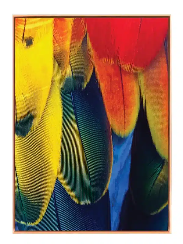 Fugl Macaw Feathers Plakat