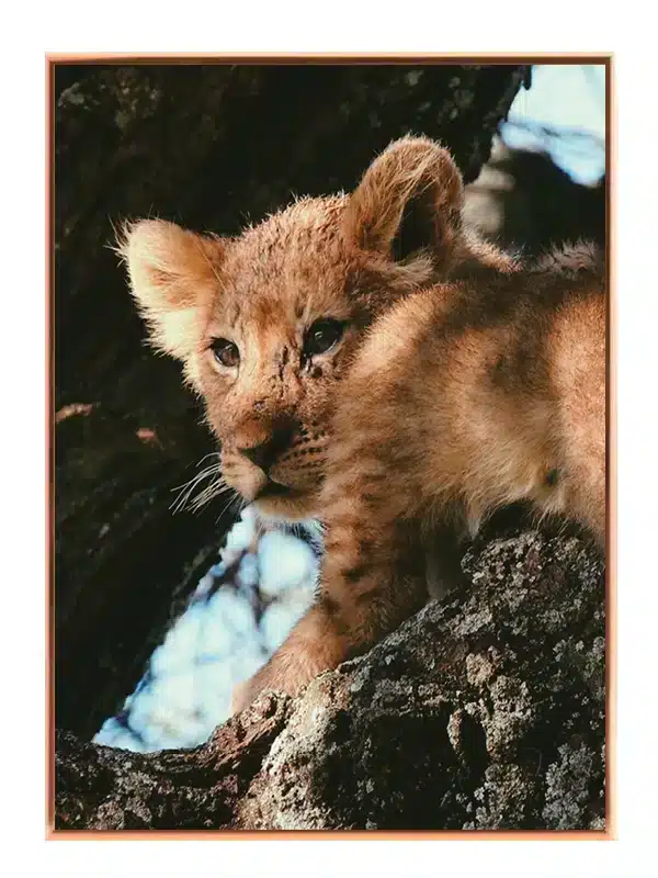 Lion Cub Plakat