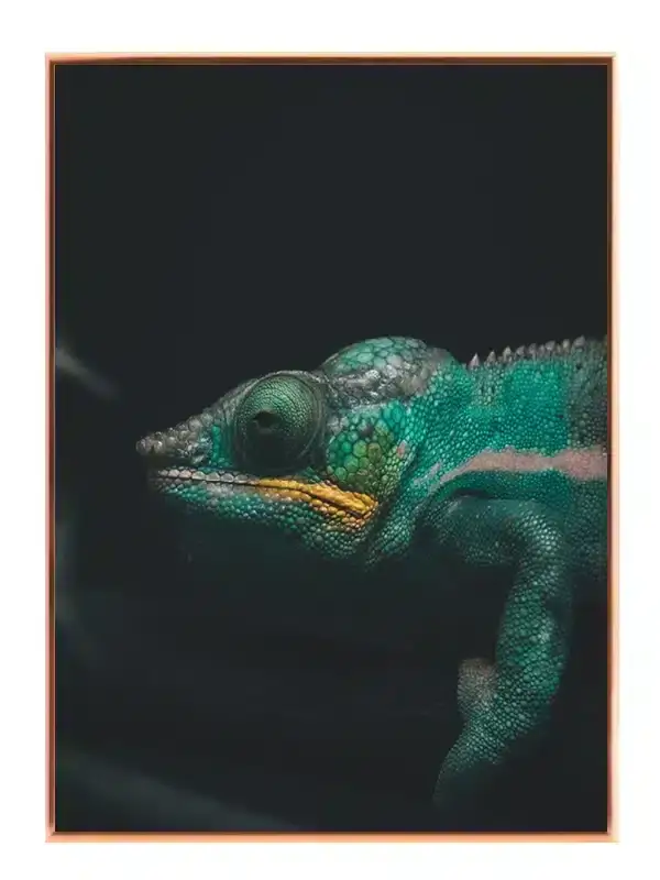 Kat Veiled Chameleon Plakat