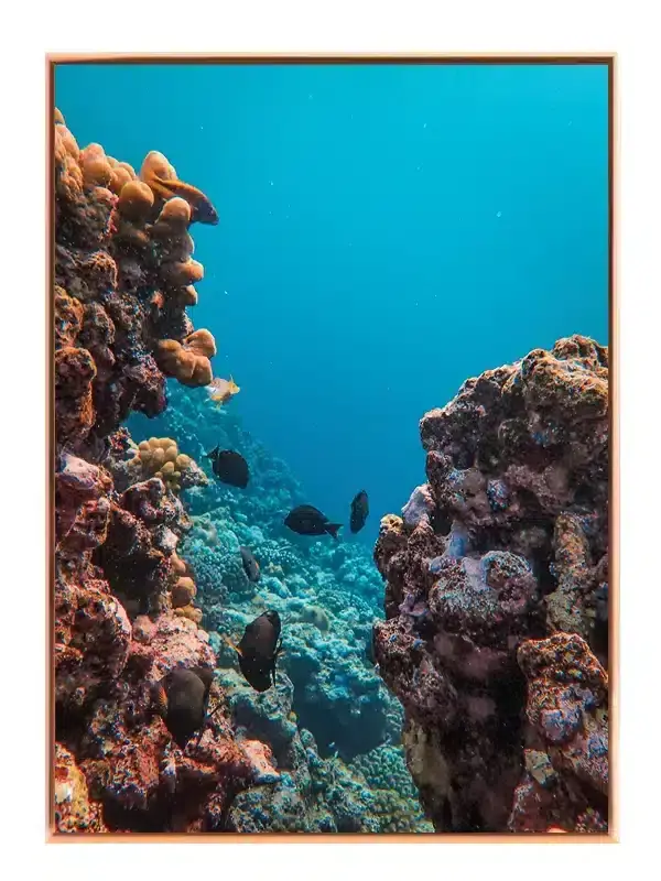 Coral Reef Fish Plakat