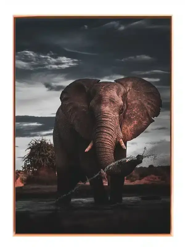 Elephant At Dusk No2 Plakat