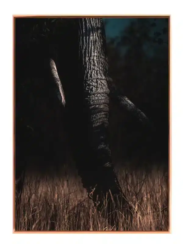 Elephant Trunk Plakat