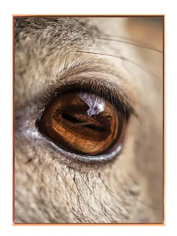 Bi Camel Plakat