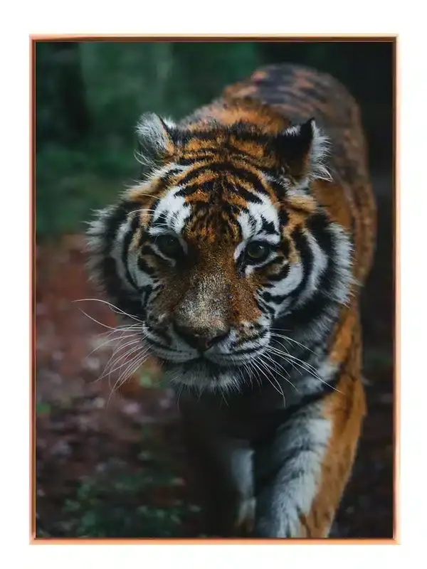 Tiger Close Plakat