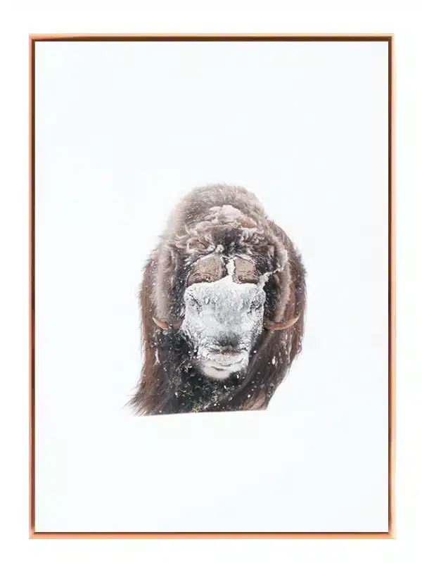 Muskox Plakat
