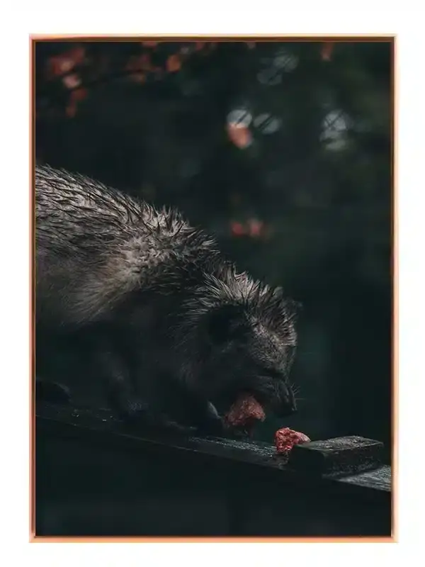 Raccoon Dog Plakat