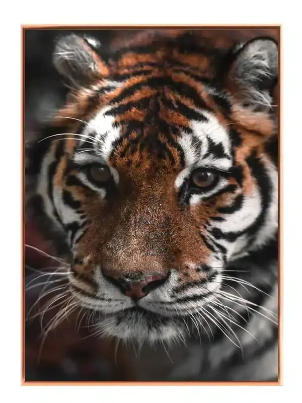 Bengal Tiger I Plakat