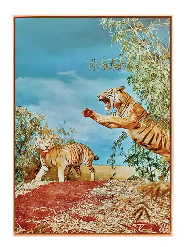 Bengal Tiger Leap Plakat