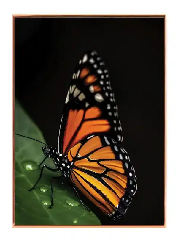 Monarch Butterfly Plakat