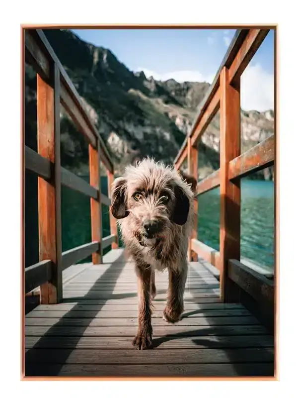 Wirehaired Dog Plakat
