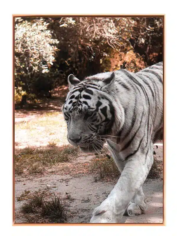 White Tiger Walking Plakat