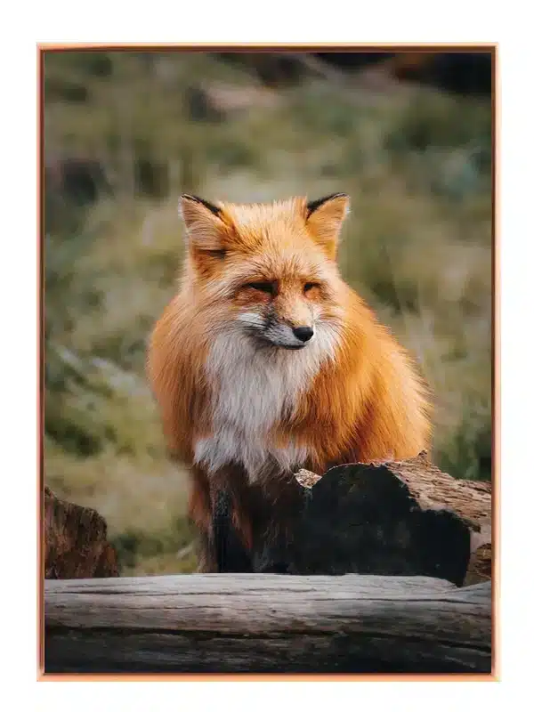 Red Fox Forest Plakat
