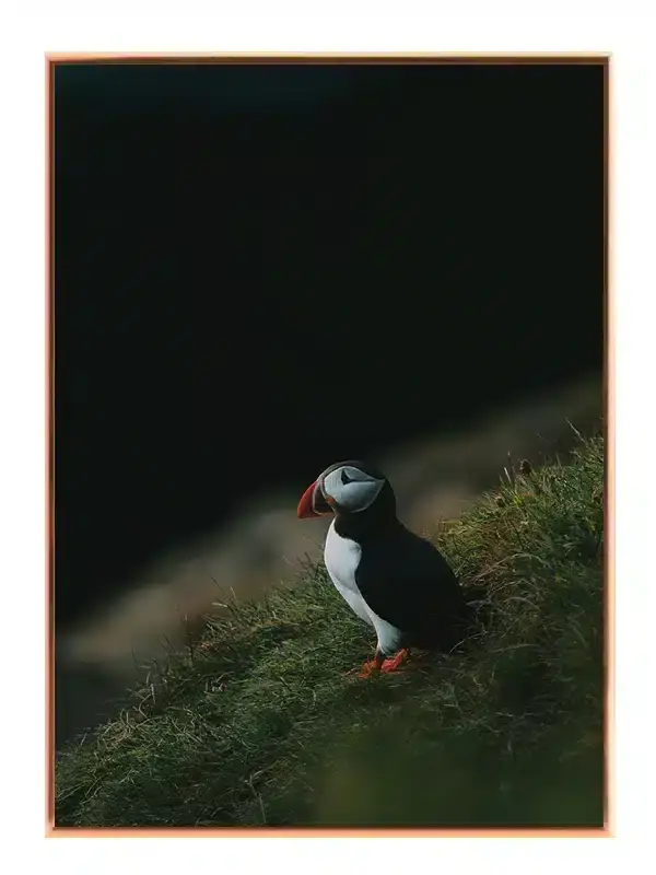Ugle Atlantic Puffin Plakat