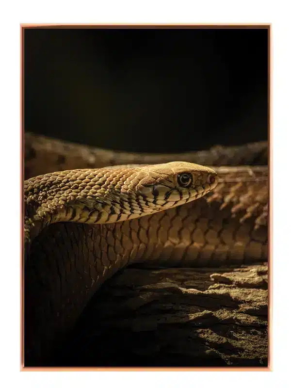 Snake Close Plakat