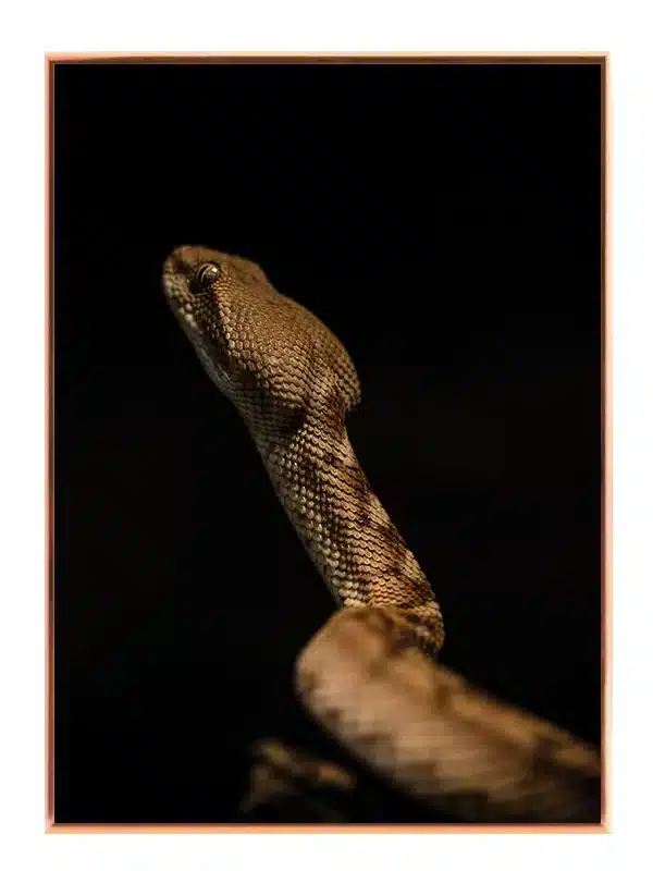 Snake Portrait Plakat