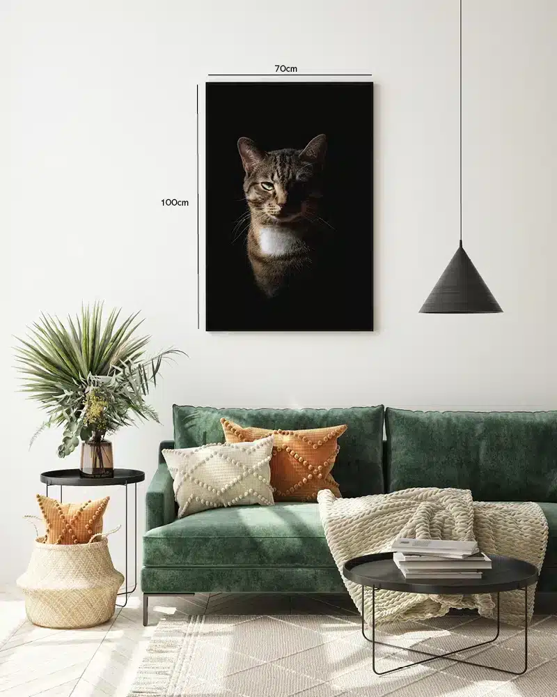 Tabby Cat Half Lit Plakat
