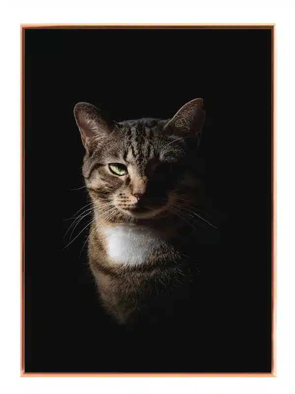 Tabby Cat Half Lit Plakat