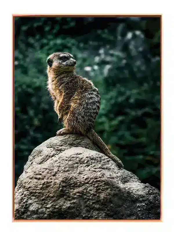 Meerkat On Plakat