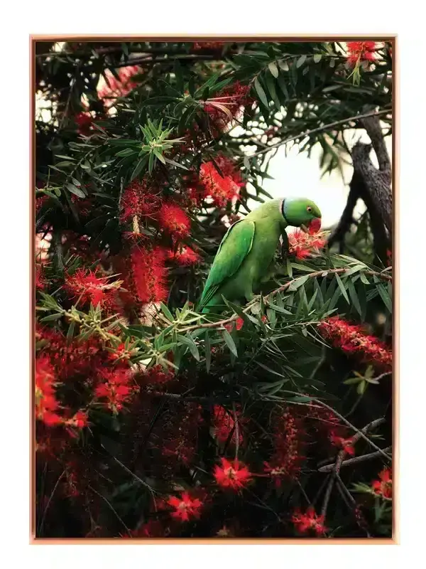 Rose Ringed Parakeet Plakat
