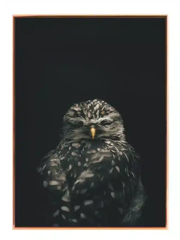 Burrowing Owl Plakat
