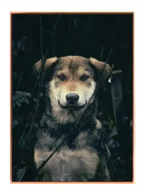 German Shepherd Portrait Plakat