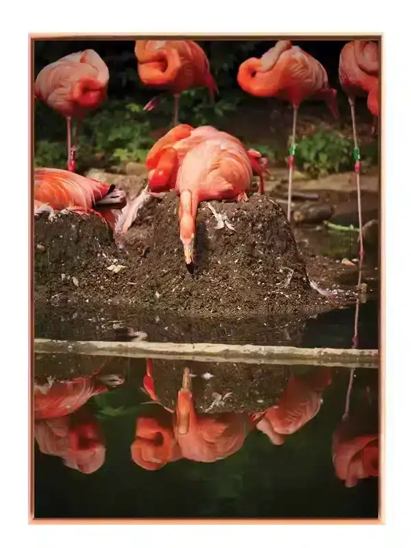 Flamingo Reflection Plakat