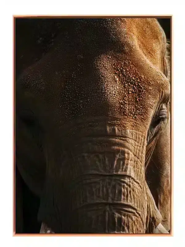 Elephant Close Plakat