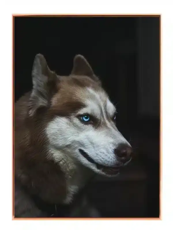 Siberian Husky Close Up Plakat