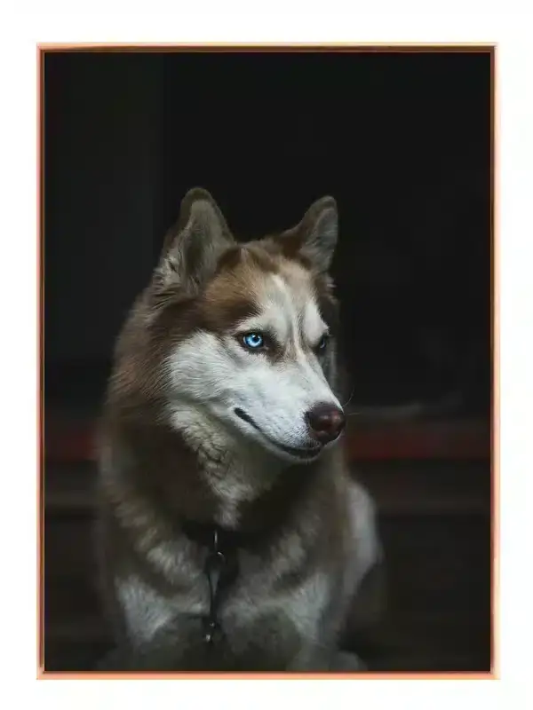 Siberian Husky Portrait Plakat