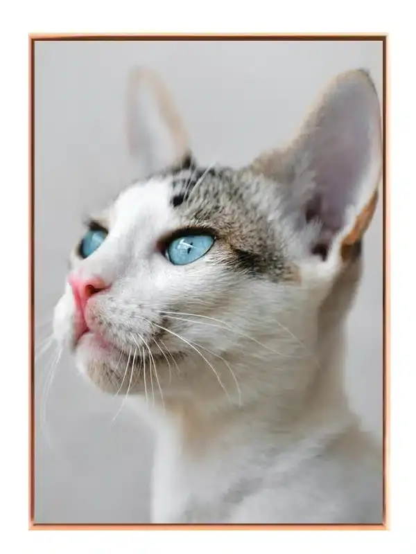 Blue Eyed Plakat