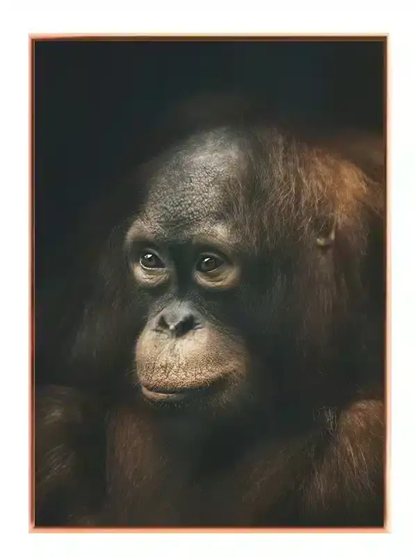 Orangutan Portrait Plakat