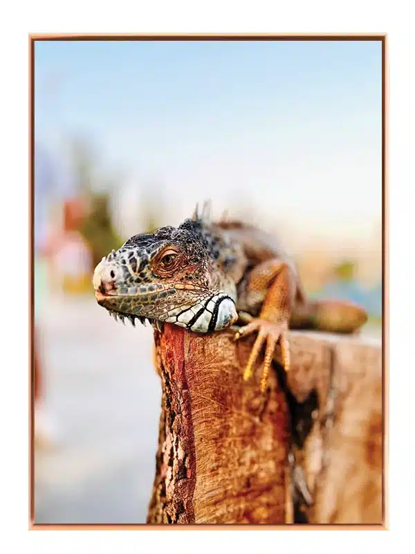 Bi Iguana Plakat