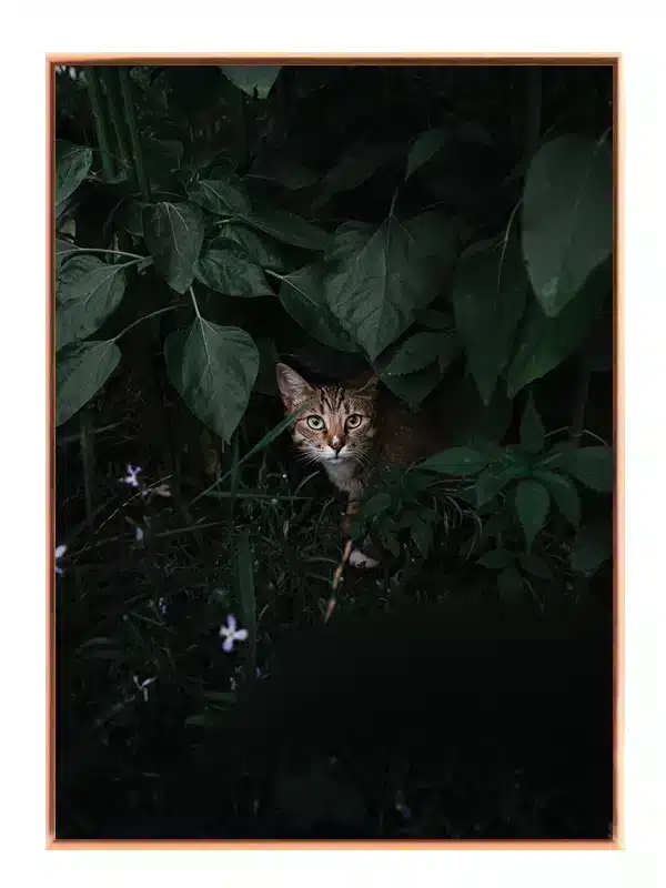 Wildcat Plakat
