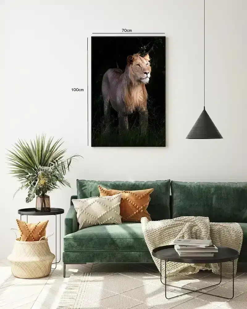 Lioness Plakat