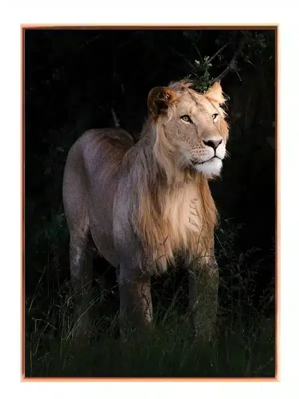 Lioness Plakat