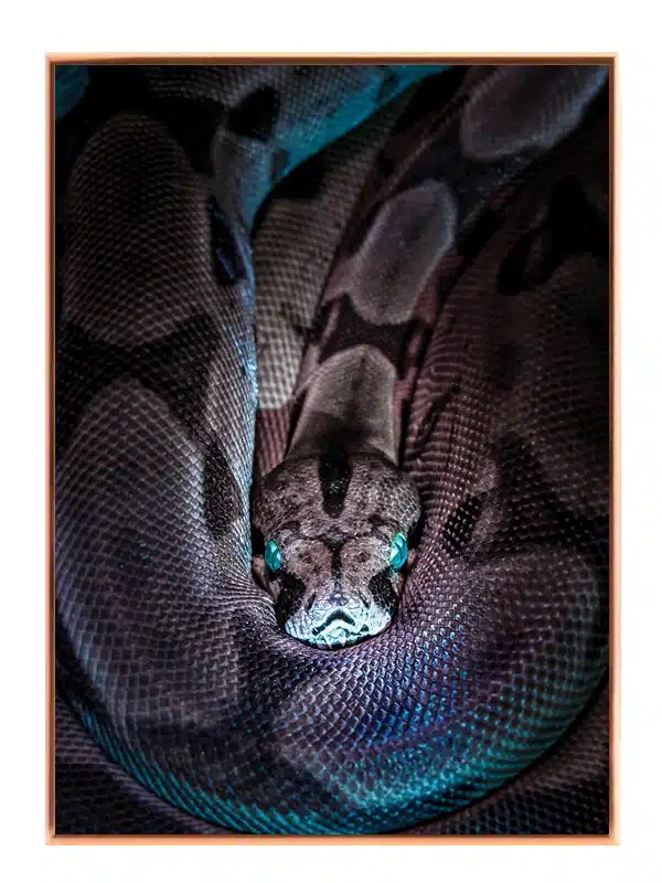 Bi Python Close Up Plakat