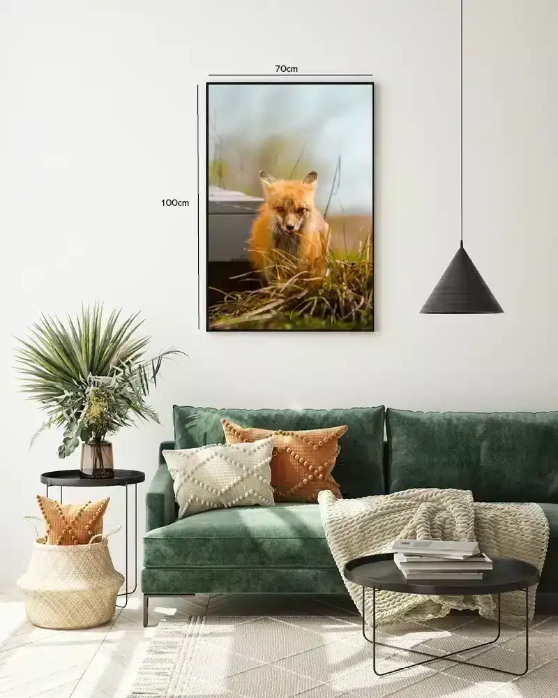 Red Fox Close Up Plakat