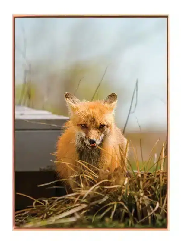 Red Fox Close Up Plakat