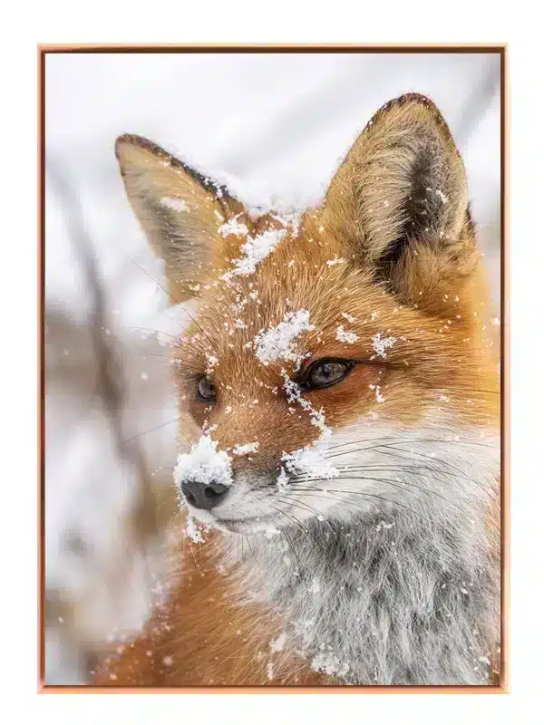 Red Fox Snow Plakat