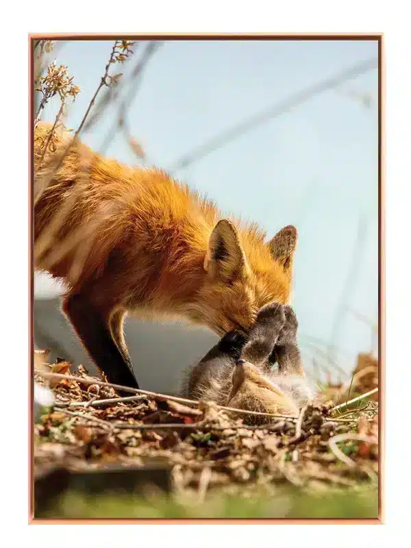 Red Fox Play Plakat