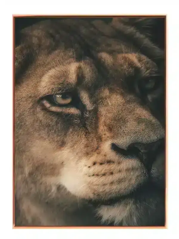 Lioness Face Plakat