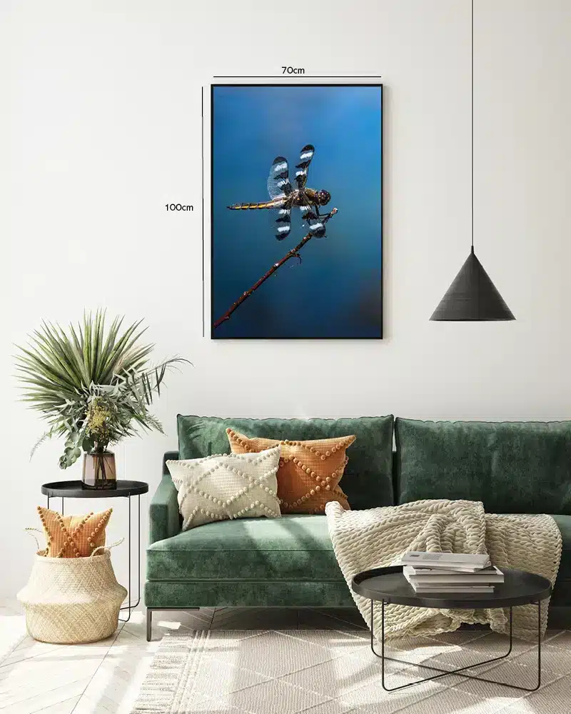 Insekt Dragonfly Plakat